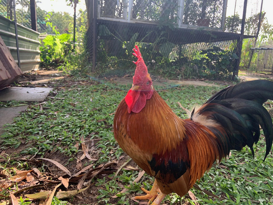 Donation Pledge to ACRES