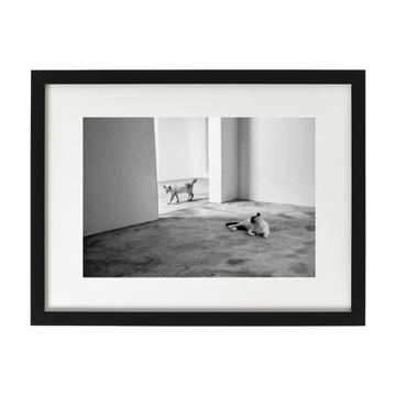 Delon Photography - Community Cats